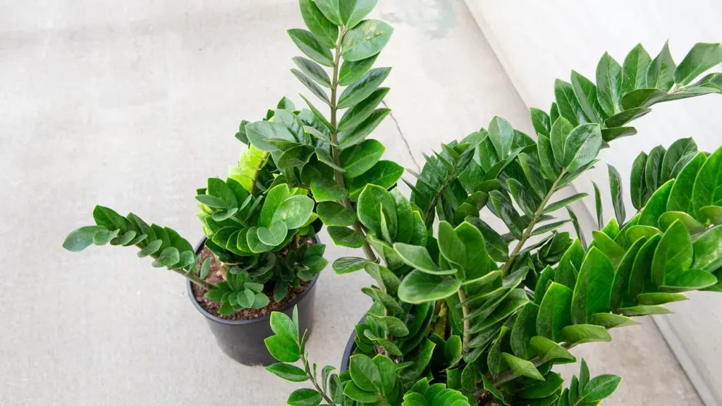 Plant (Zamioculcas zamiifolia)