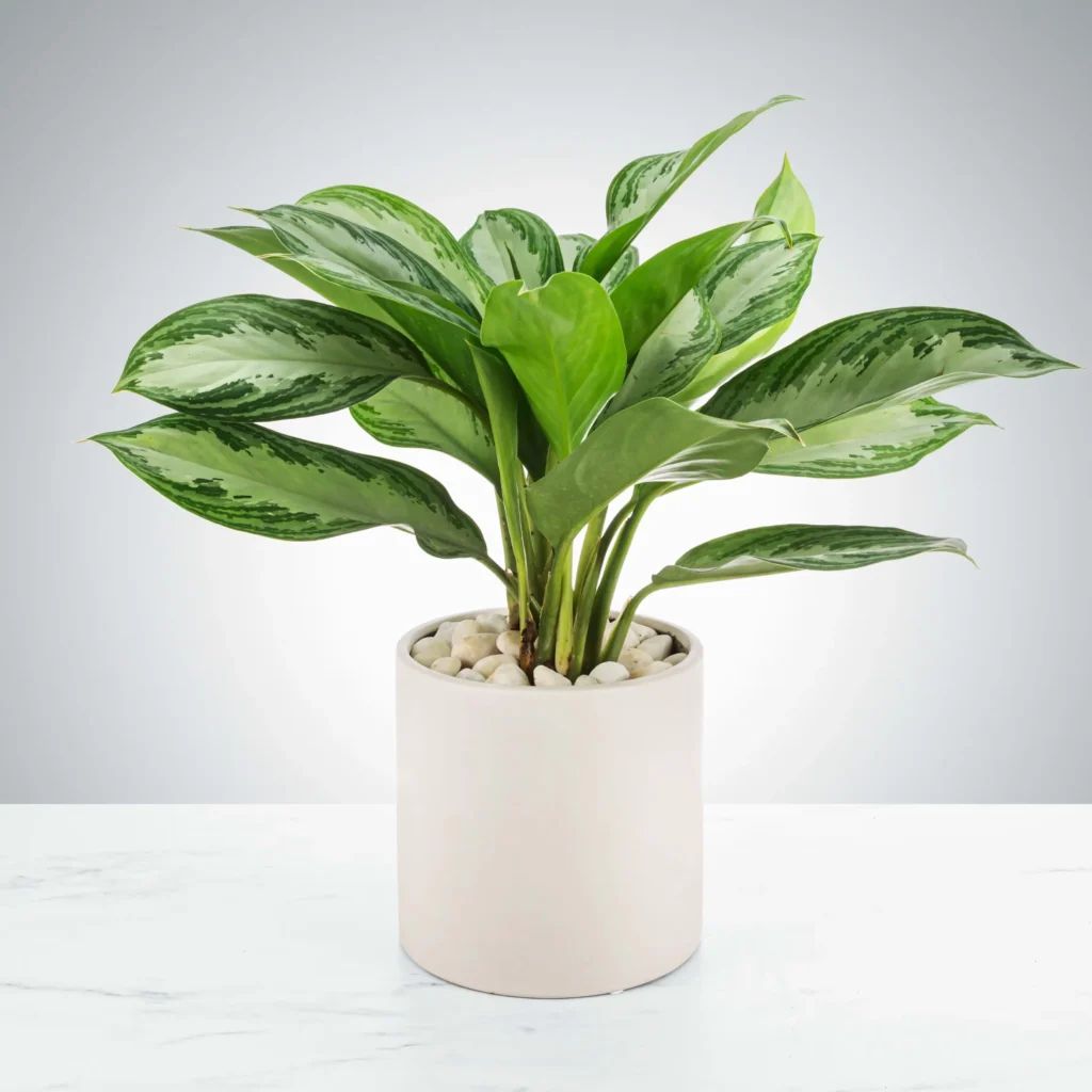 (Aglaonema)