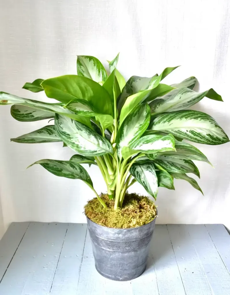 Chinese Evergreen (Aglaonema) 1