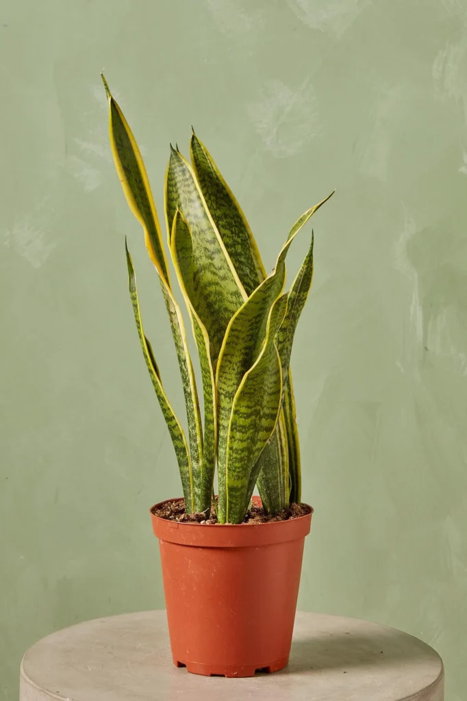 Snake Plant