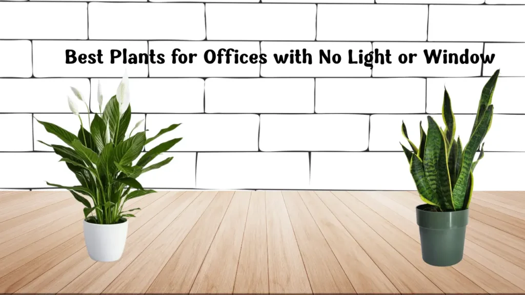 Best Plants for Offices