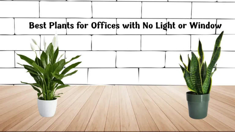 Best Plants for Offices