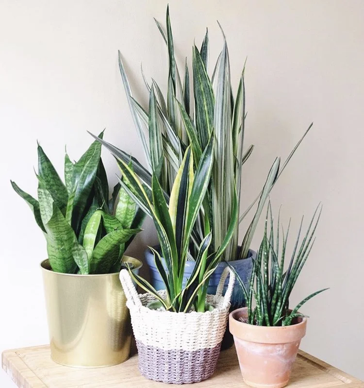 Snake Plant2