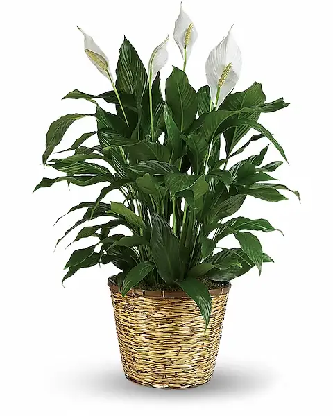Peace Lily (Spathiphyllum) 1
