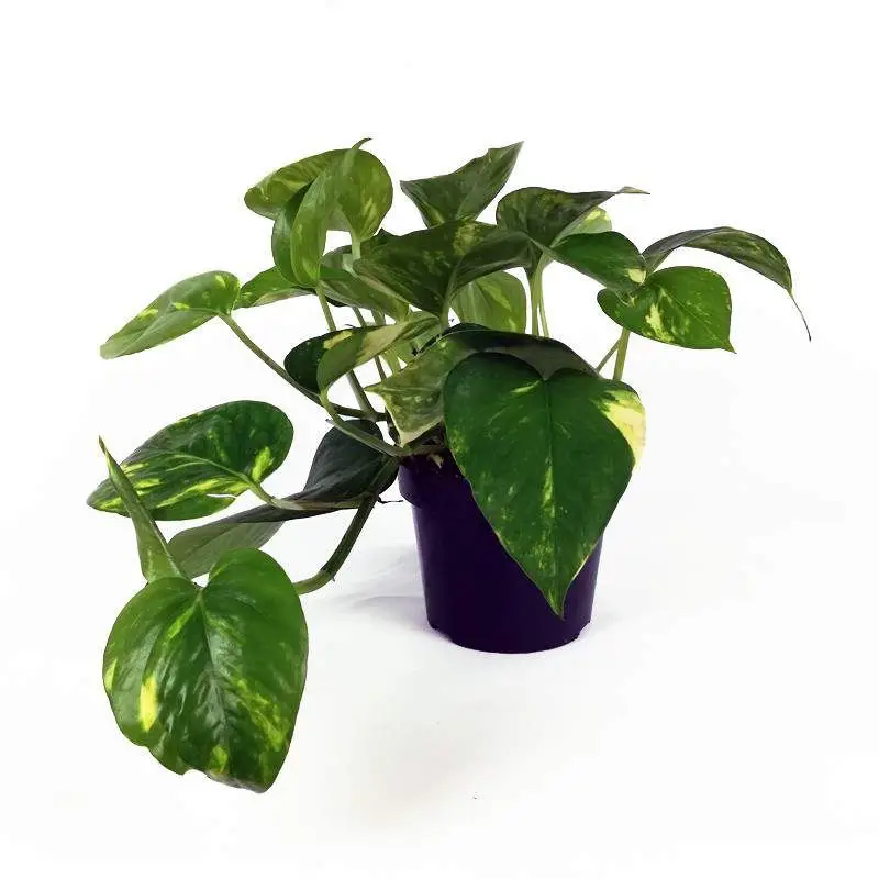 Pothos (Epipremnum aureum) 1