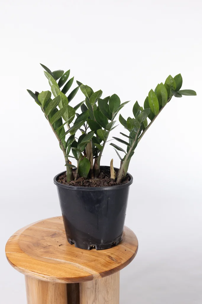 (Zamioculcas zamiifolia)