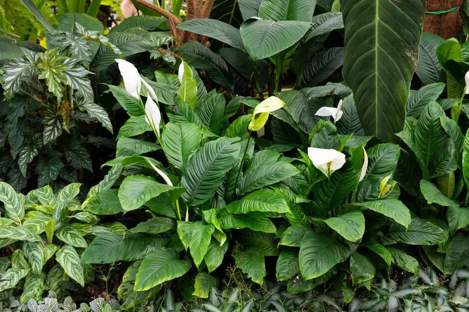 Peace Lily (Spathiphyllum)